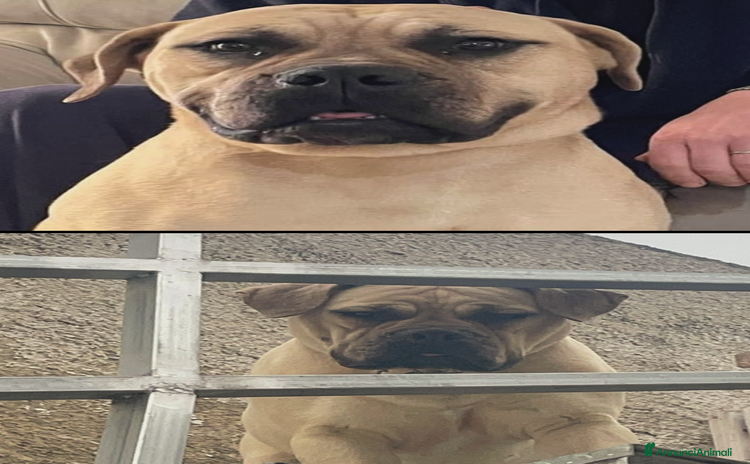Bullmastiff cani a Libero consorzio comunale di Trapani - Annuncio 2