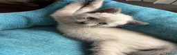 Siamese gatti in vendita: Siamesini Thai - Annuncio 4