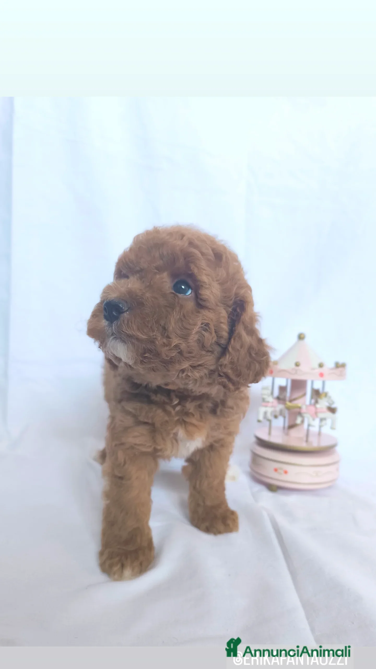 Barboncino cani Sani e Deliziosi Barboncini - Annuncio 37