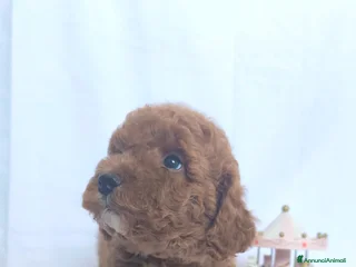 Barboncino cani Sani e Deliziosi Barboncini - Annuncio 4