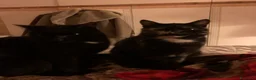 Europeo gatti in regalo: Gatta sterilizzata  - Annuncio 2