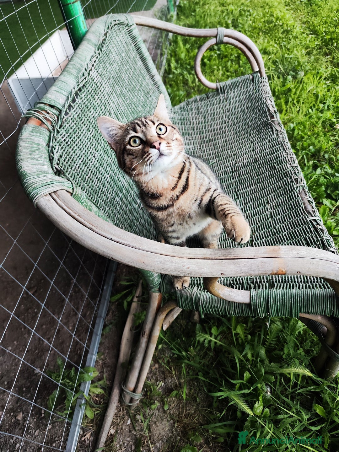 Europeo gatti in regalo: Adozione del cuore per Tigro! - Annuncio 3