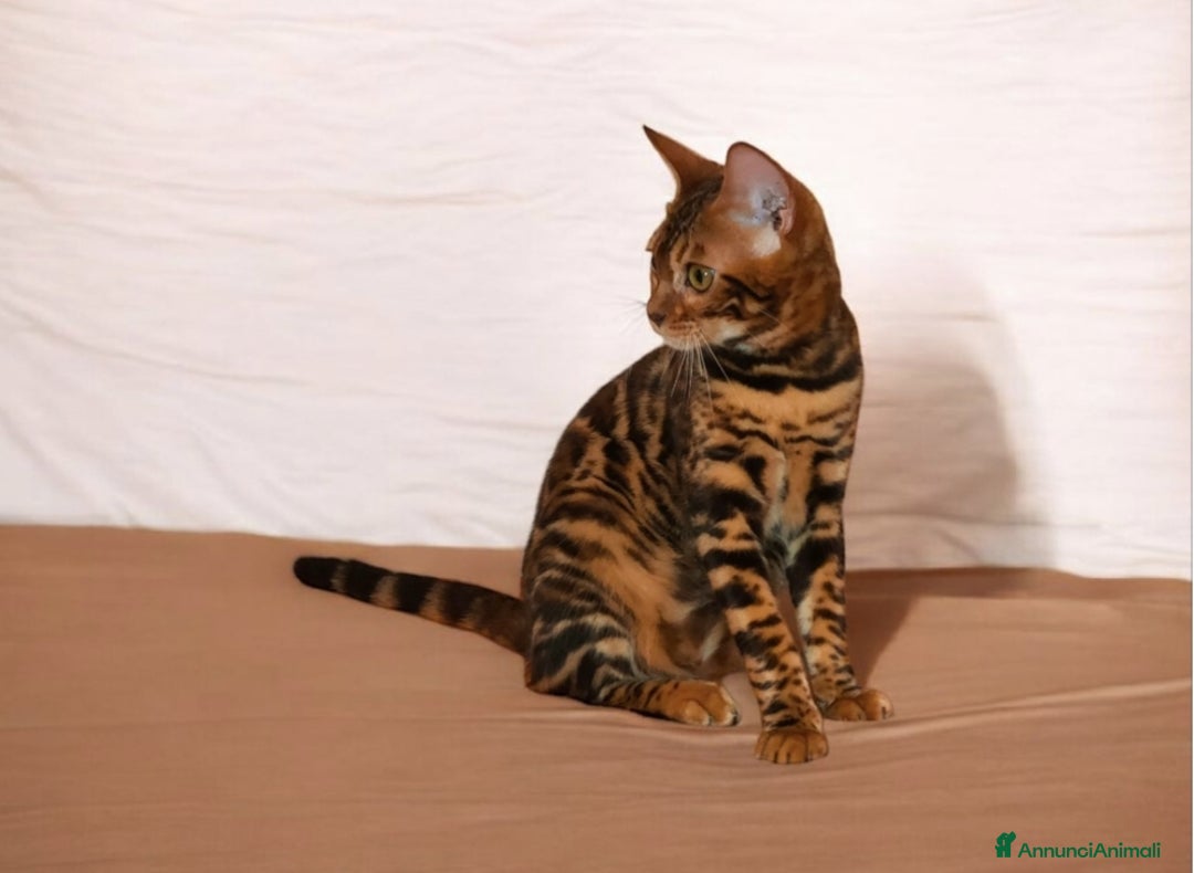 Bengala gatti in vendita: Gattina Bengala  - Annuncio 1