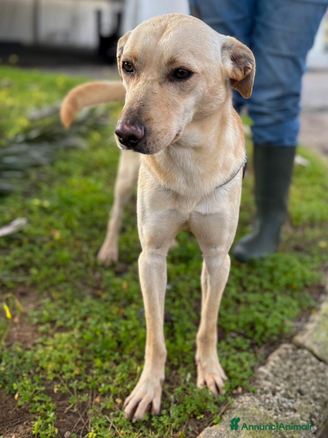 Meticcio cani in regalo: OLLY 💙-ancora aspetta: dolcissimo, nessuno chiama - Annuncio 3