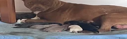 Pitbull cani in vendita: Pittbull - Annuncio 2