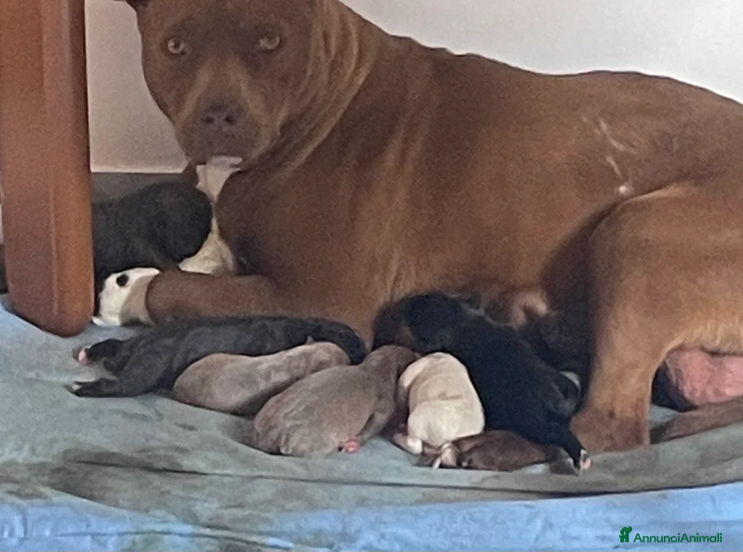 Pitbull cani in vendita: Pittbull - Annuncio 2
