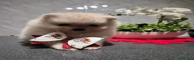 Volpino Pomerania 1