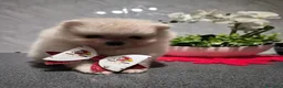 Volpino Pomerania cani in vendita: Cuccioli di Pomerania - Annuncio 4