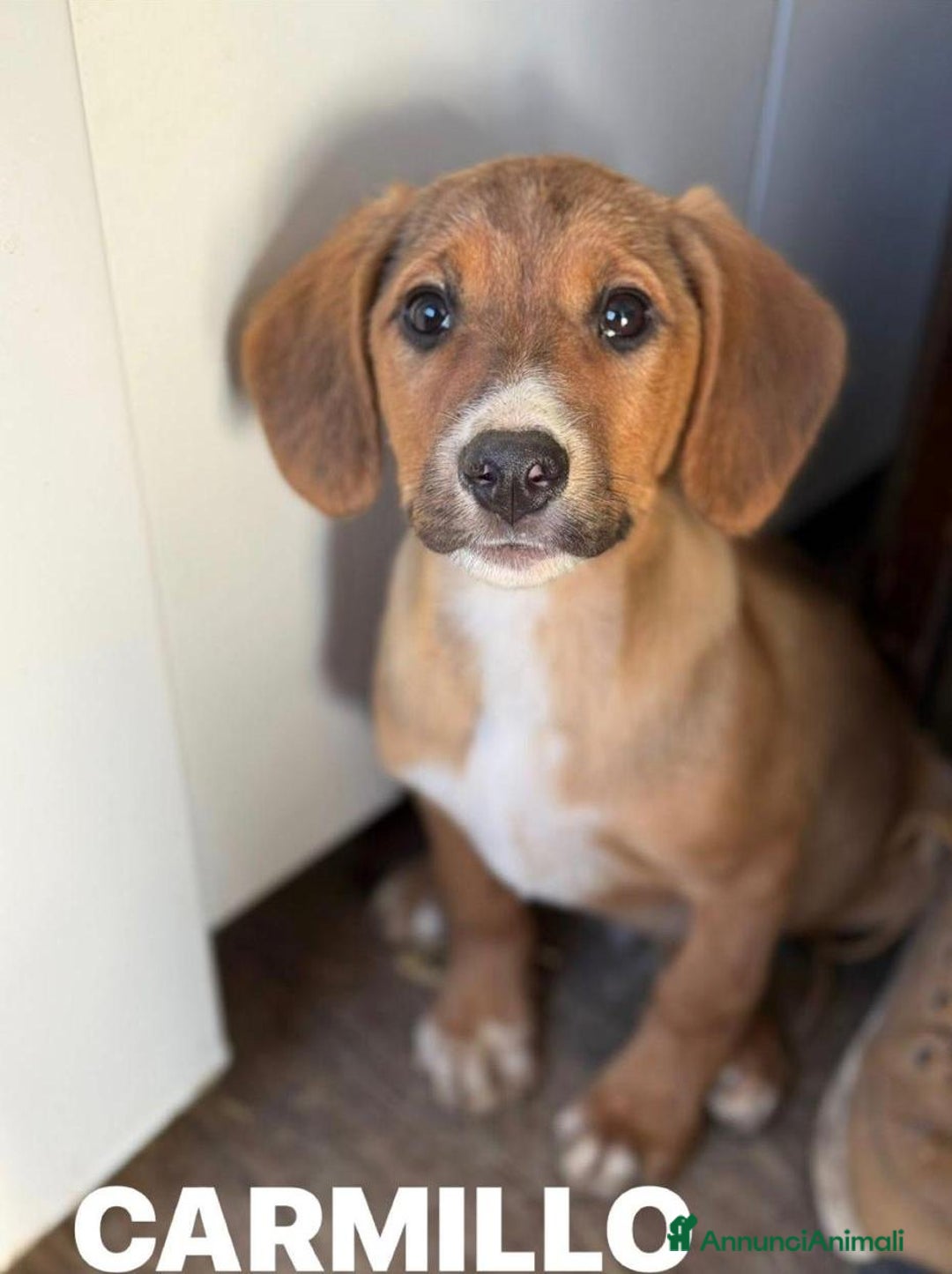 Meticcio cani in regalo: CARMILLO, cucciolo simpaticissimo! 3 MESI E MEZZO. - Annuncio 3