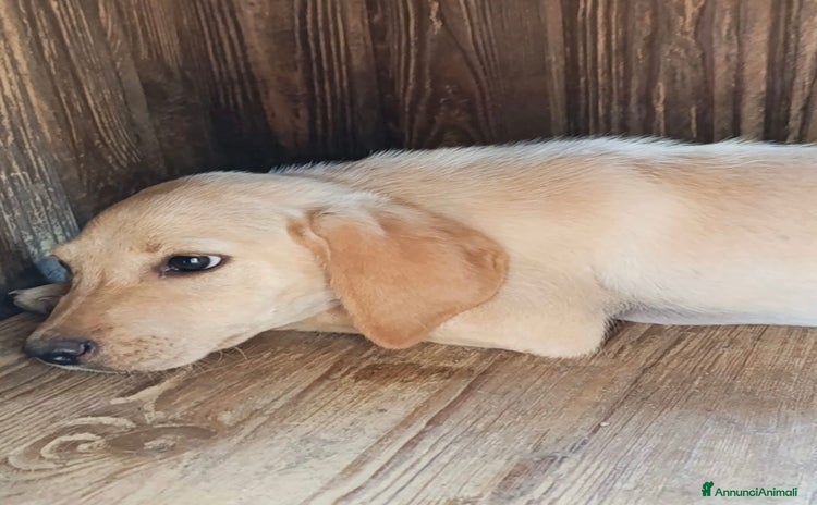 Meticcio cani - Annuncio 13