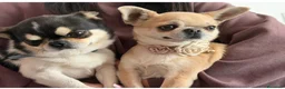 Chihuahua cani in vendita: cuccioli chihuahua - Annuncio 40