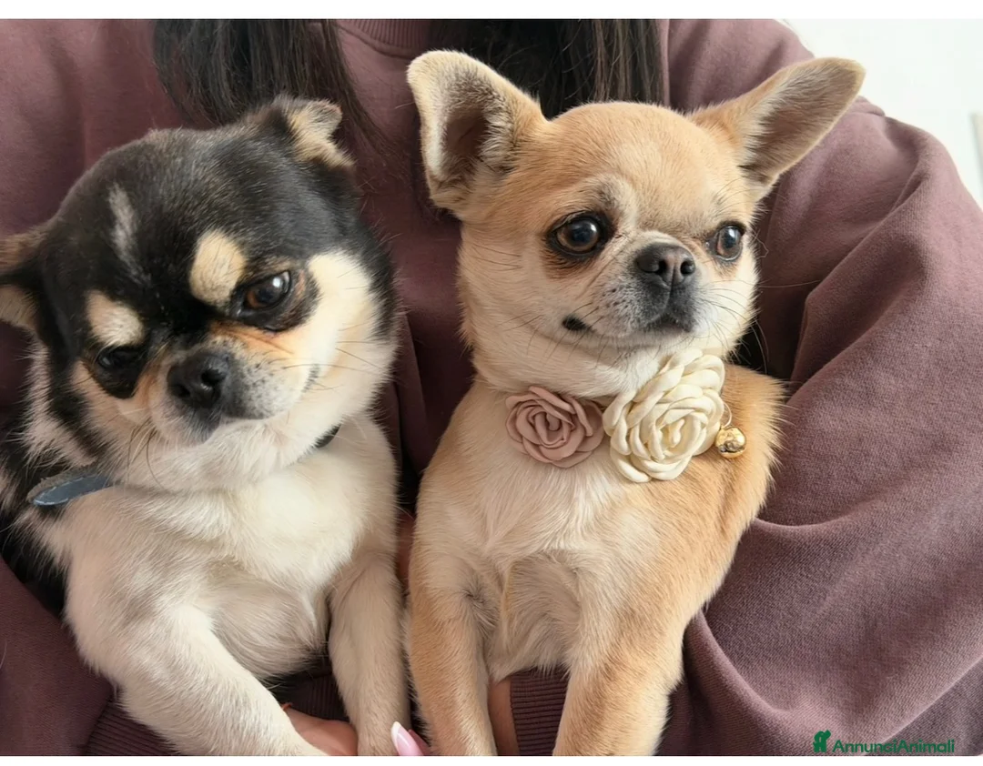 Chihuahua cani in vendita: cuccioli chihuahua - Annuncio 40