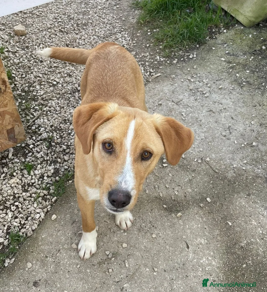 Meticcio cani in regalo: IL TENERO OLIVER a Provincia di Forlì-Cesena - Annuncio 1