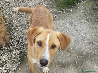 Meticcio cani IL TENERO OLIVER a Provincia di Forlì-Cesena - Annuncio 29
