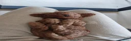 Barboncino Toy cani in vendita: Barboncini fulvi  - Annuncio 6