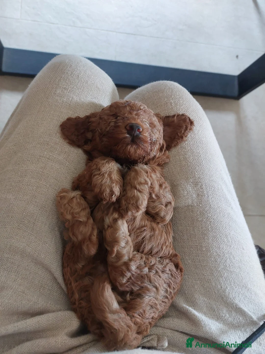 Barboncino Toy cani in vendita: Barboncini fulvi  - Annuncio 6