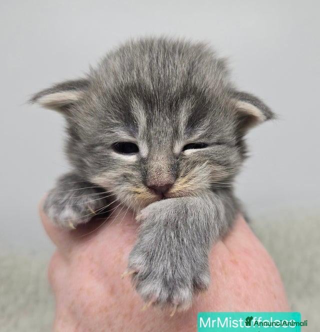 Maine Coon gatti Gattini Maine Coon GRANDI Blu/Nero Tortie/Tabby - Annuncio 8