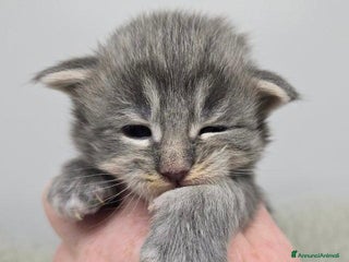 Maine Coon gatti Gattini Maine Coon GRANDI Blu/Nero Tortie/Tabby - Annuncio 1