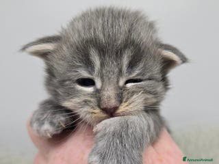 Maine Coon gatti Gattini Maine Coon GRANDI Blu/Nero Tortie/Tabby - Annuncio 29