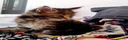 Maine Coon gatti in vendita: Cucciola di Maine Coon - Annuncio 5