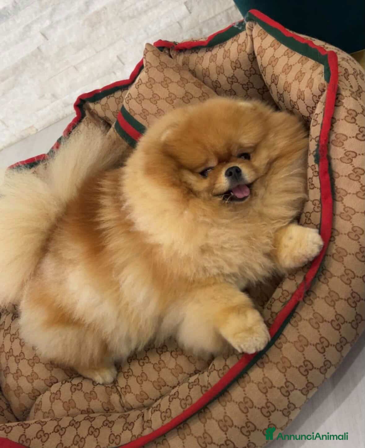 Volpino Pomerania cani cucciola di Pomerania femmina di 4 mesi - Annuncio 2