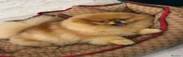 Volpino Pomerania cani in vendita: cucciola di Pomerania femmina di 4 mesi a Provincia di Forlì-Cesena - Annuncio 2
