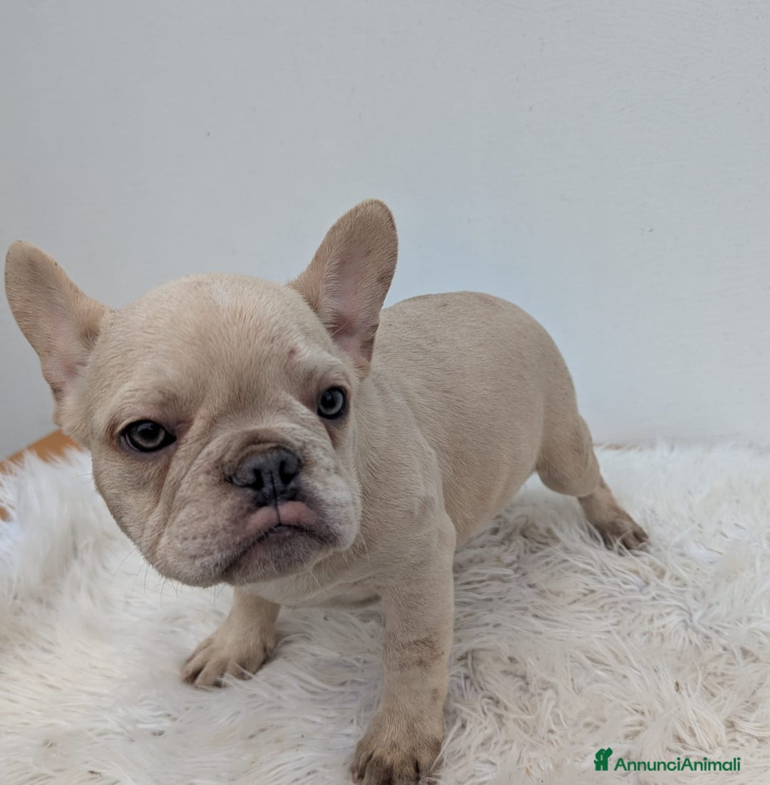 Bulldog Francese cani in vendita: Bulldog francesi cuccioli crema - Annuncio 5