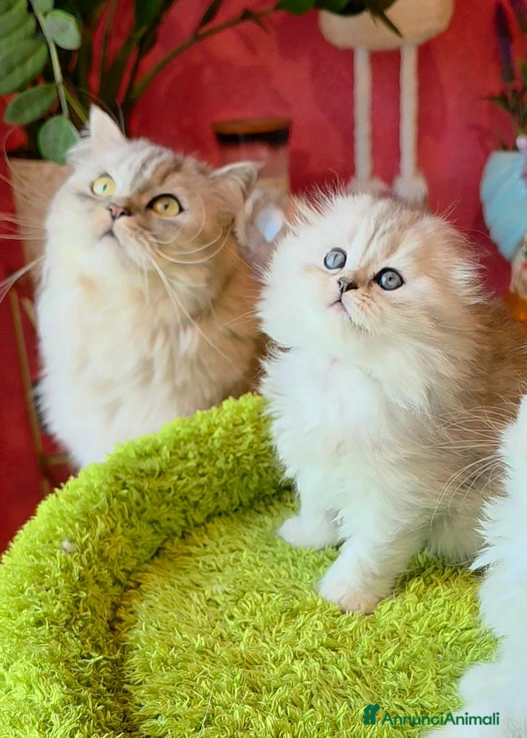 Scottish gatti in vendita: Ultima cucciola scottish fold silver longhair  - Annuncio 2