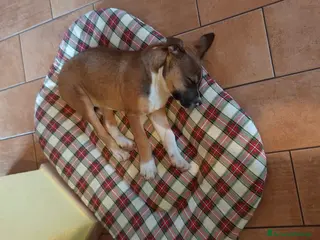 Meticcio cani DEMON cerca casa a Provincia di Frosinone - Annuncio 10