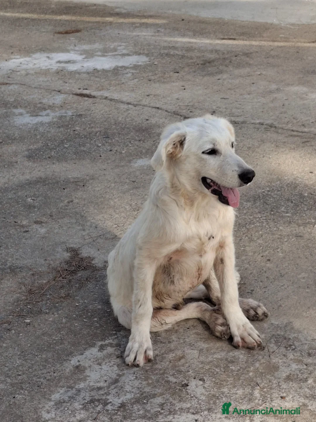Meticcio cani in regalo: STRUDEL 💙: ADESSO TOCCA ALLE COSE BELLE 😍 a Provincia di Ferrara - Annuncio 2