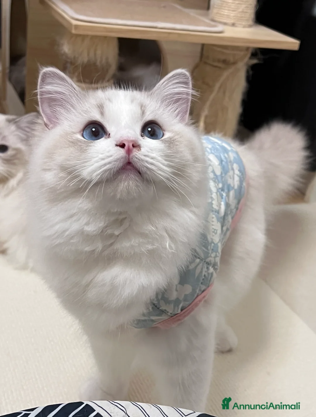 Ragdoll gatti in vendita: Cuccioli ragdoll - Annuncio 5