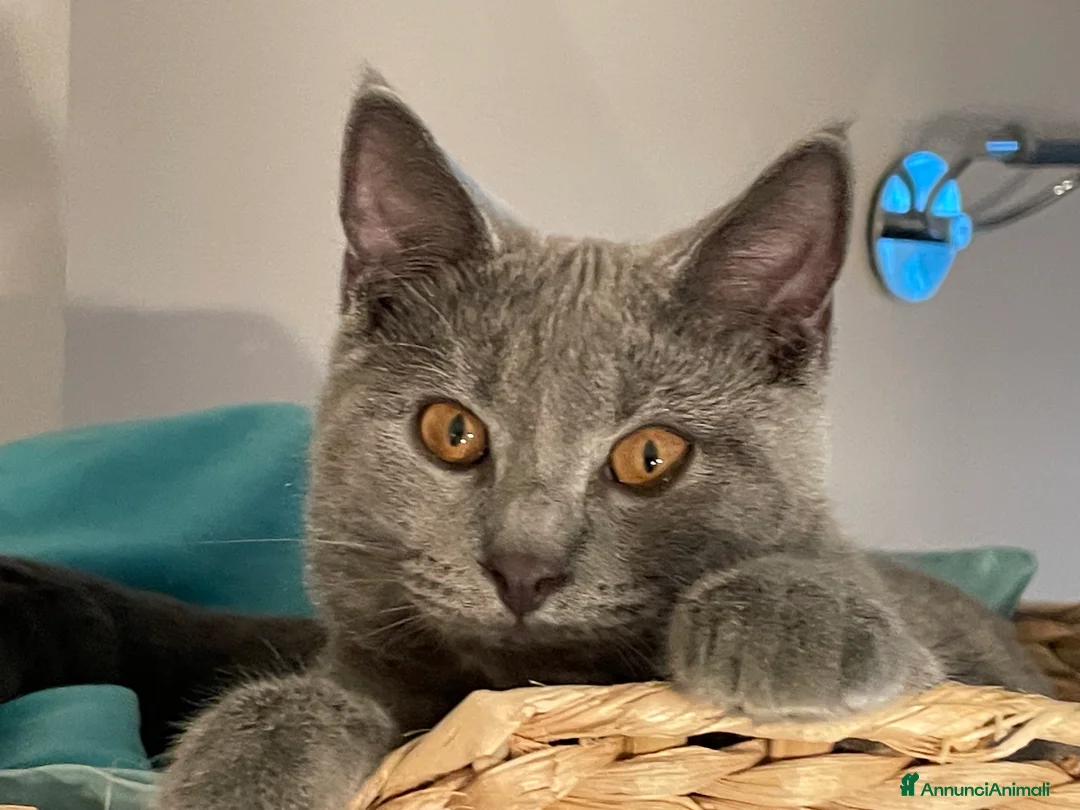 Immagine della galleria {{count}}