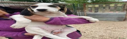 Meticcio cani in regalo: LA PICCOLA E DOLCE SELENE - Annuncio 3