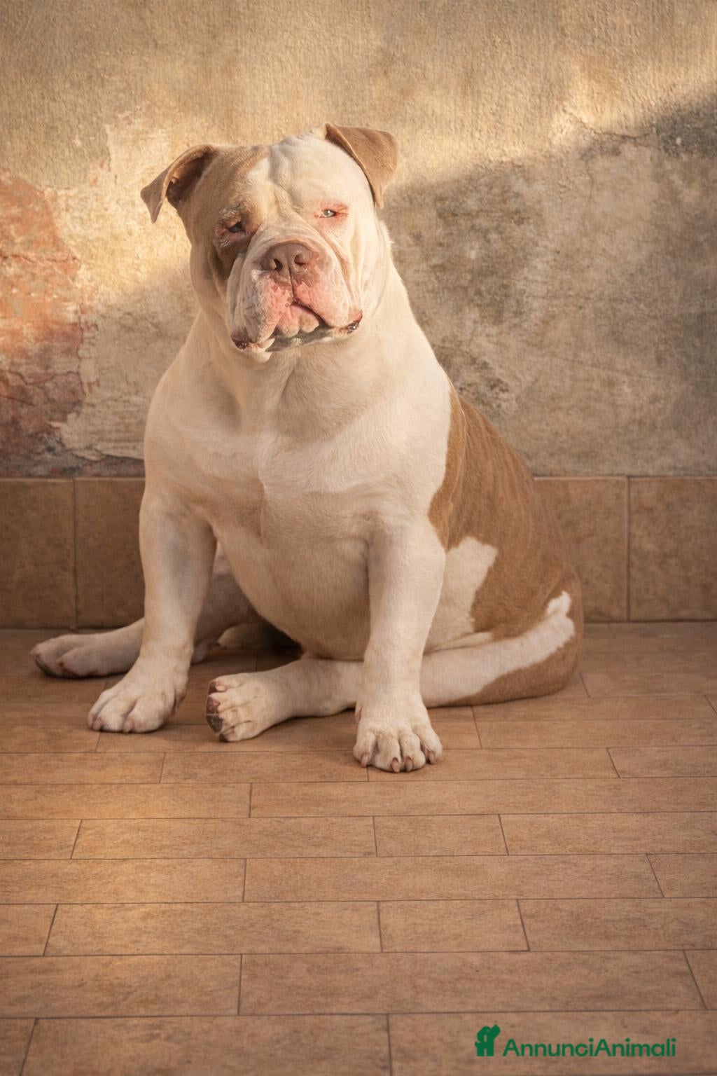 American Bully cani American bully pocket - Annuncio 1