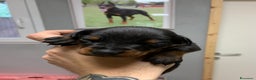 Dobermann cani in vendita: Cuccioli Dobermann - Annuncio 3