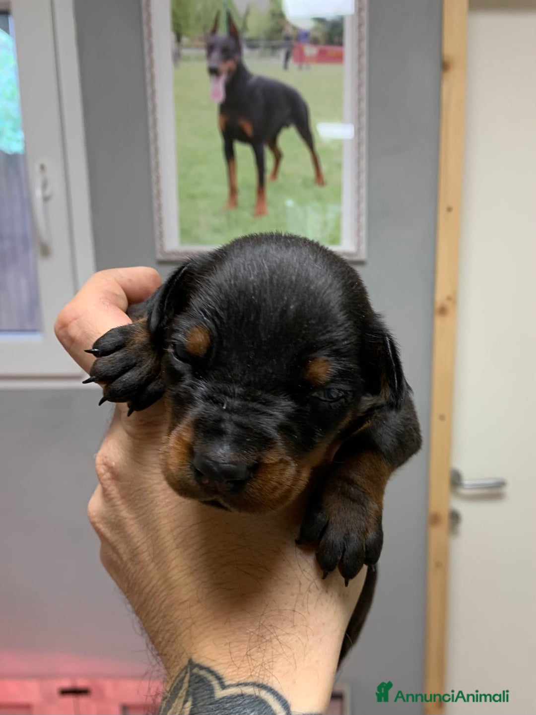 Dobermann cani in vendita: Cuccioli Dobermann - Annuncio 3