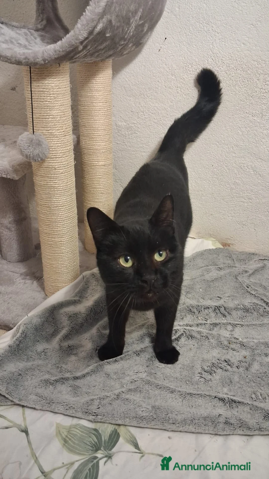 Altre razze gatti in regalo: GATTI SOCIEVOLI - Annuncio 7