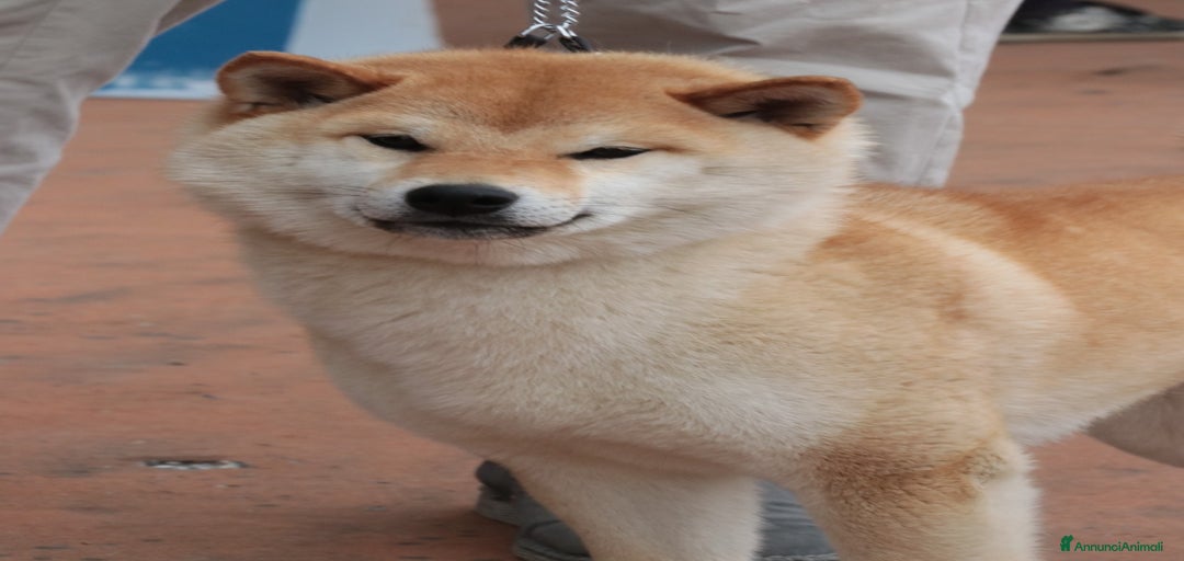 Immagine della galleria {{count}}