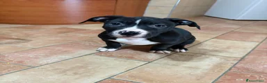 Pitbull Cucciolo 5 - femmina