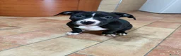 Pitbull cani in vendita: Cuccioli pitbull  - Annuncio 15