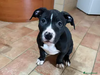 Pitbull cani Cuccioli pitbull - Annuncio 2