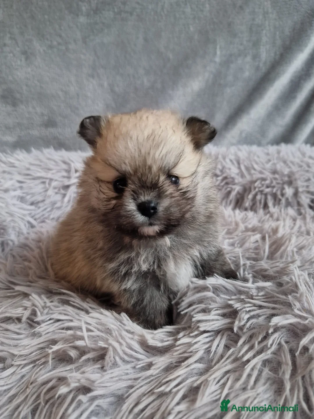 Volpino Pomerania cani in vendita: Orsacchiotto di Pomerania in vendita a Città metropolitana di Milano - Annuncio 4