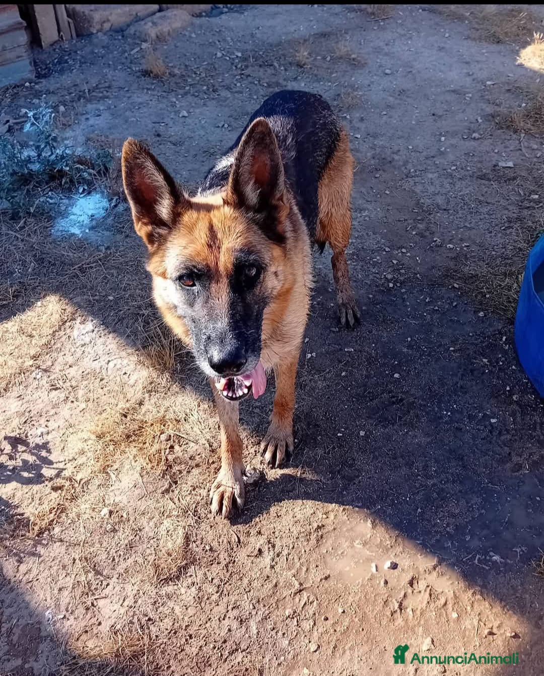 Altre razze cani in regalo: siria  - Annuncio 4