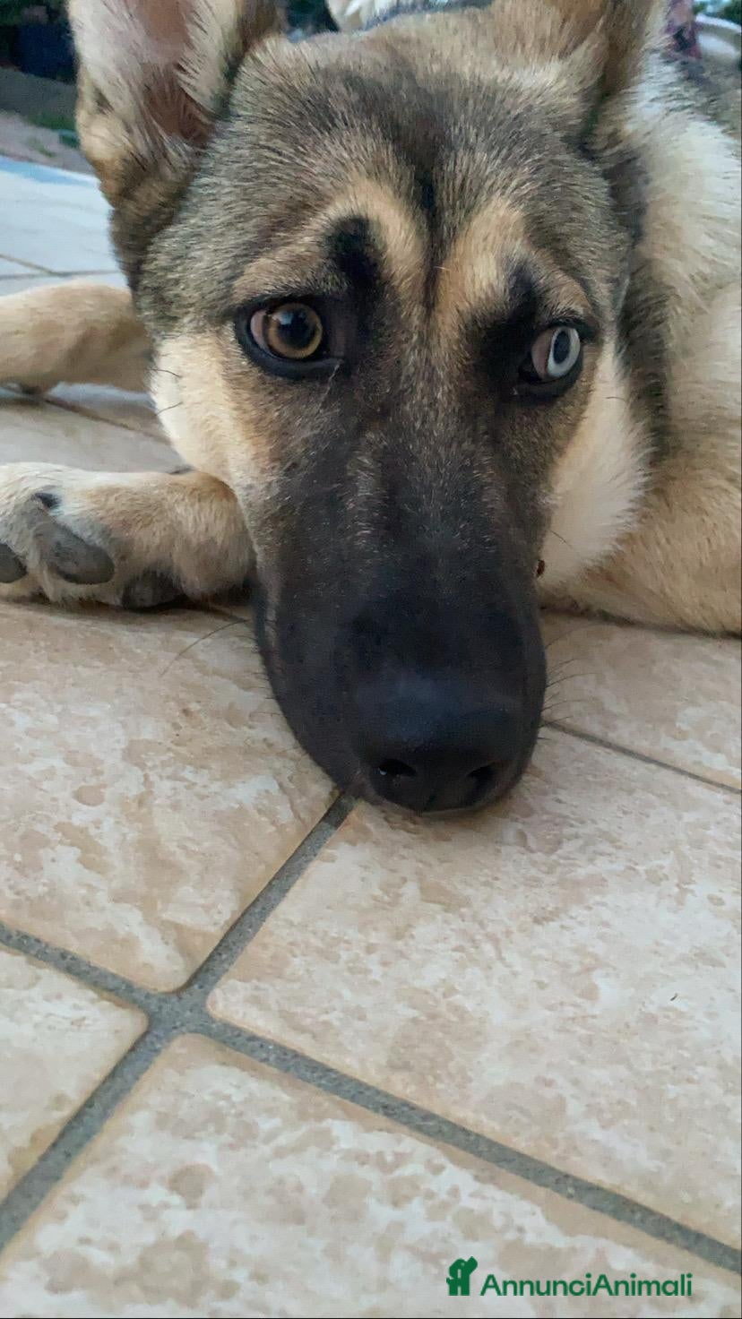 Meticcio cani Splendida incrocio Husky/Pastore Tedesco - Annuncio 1