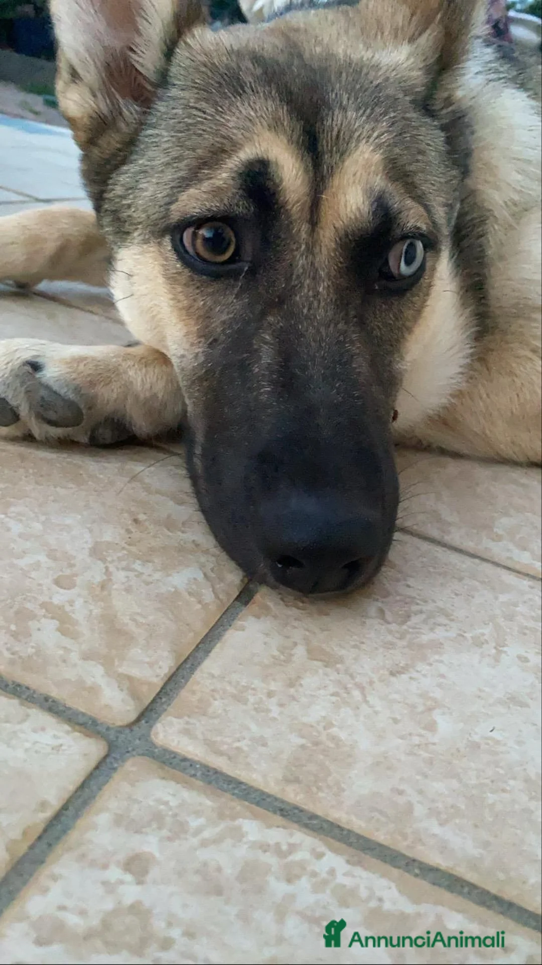 Meticcio cani in vendita: Splendida incrocio Husky/Pastore Tedesco a Provincia di Reggio Emilia - Annuncio 1