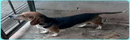 Meticcio cani in regalo: NAPOLEONE si dispera.... - Annuncio 3