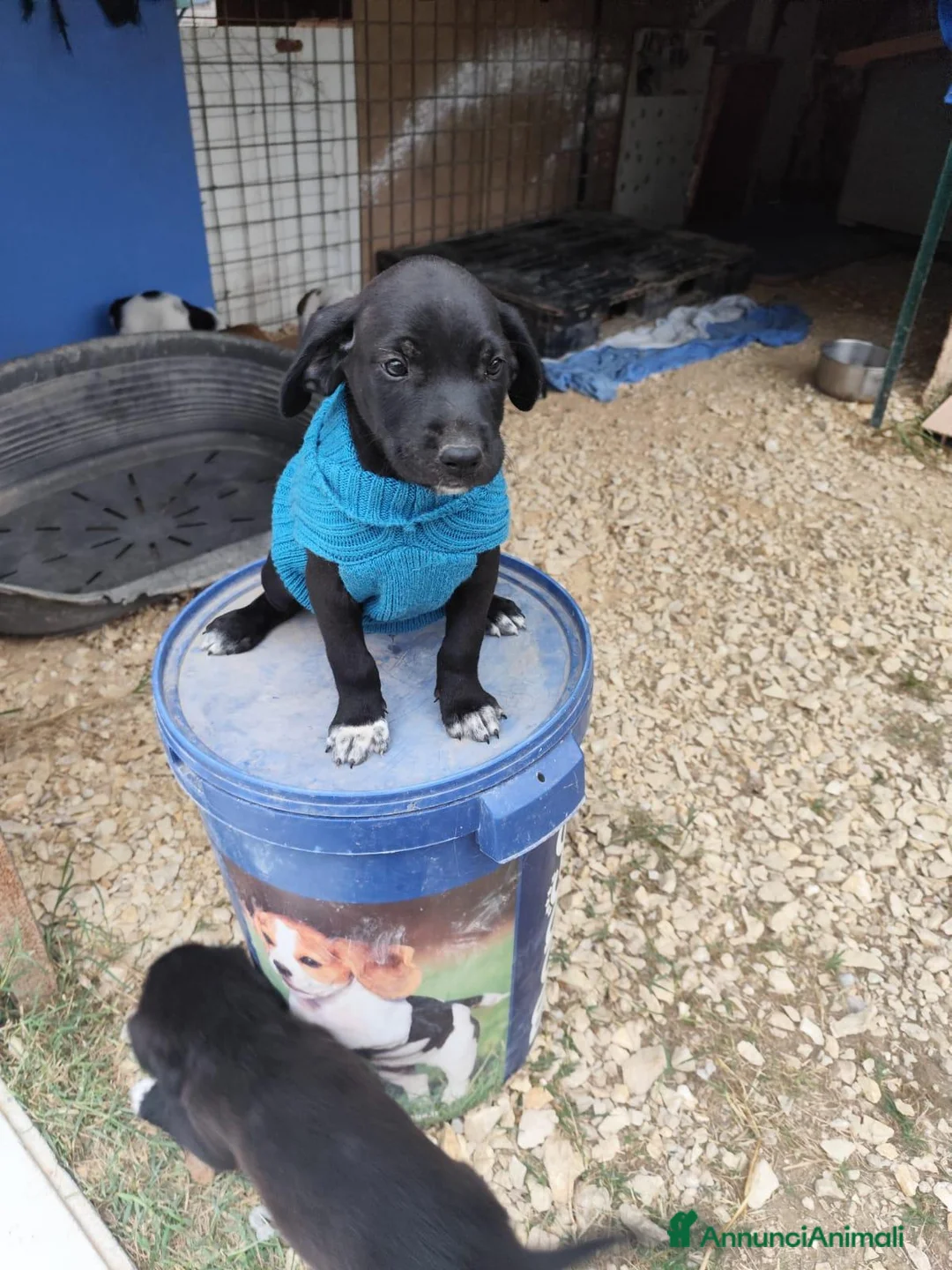 Meticcio cani in regalo: QUARTER spettacolare cucciolo di 2 mesi ❤ - Annuncio 6