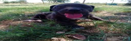 Cane Corso cani in vendita: Cuccioli di Cane Corso - Annuncio 12