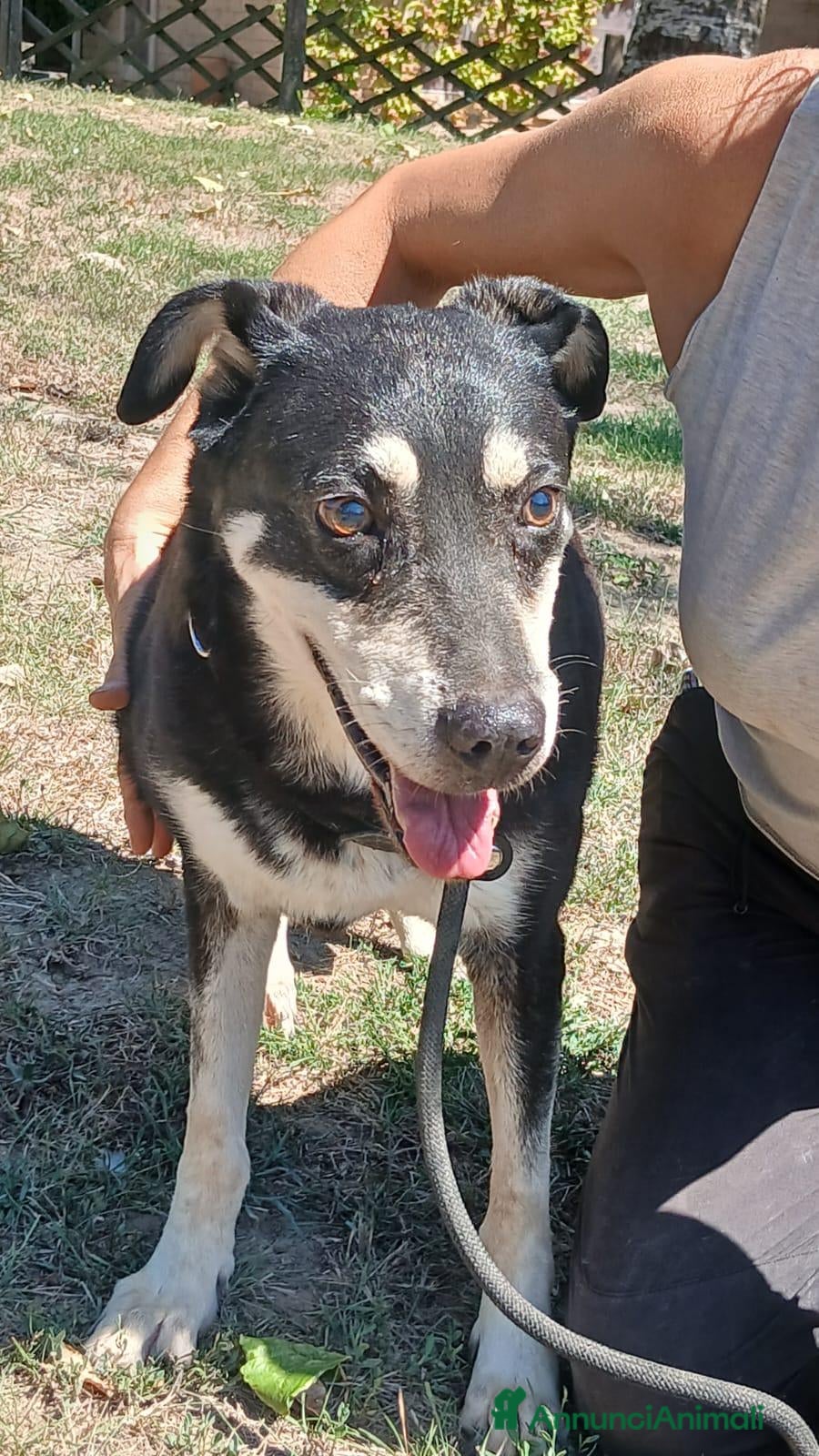 Meticcio cani DOLLY, LA LUCE OLTRE IL BUIO..ADOZIONE DEL CUORE - Annuncio 31