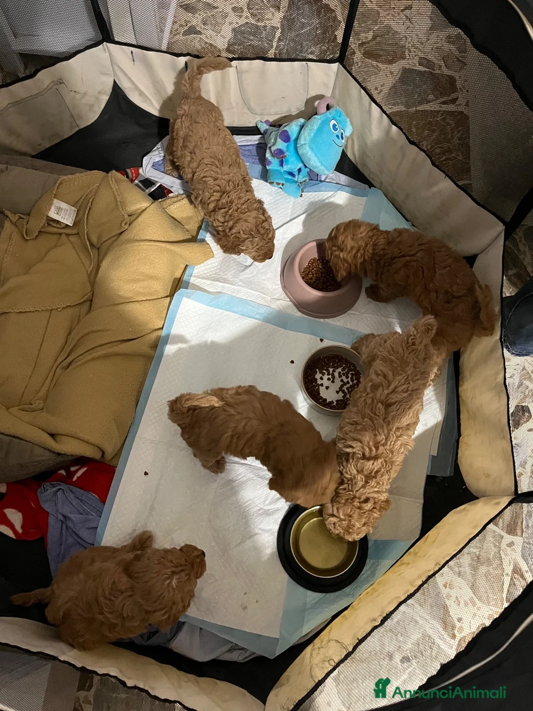 Barboncino cani in vendita: Barboncini adorabili cercano amore - Annuncio 2
